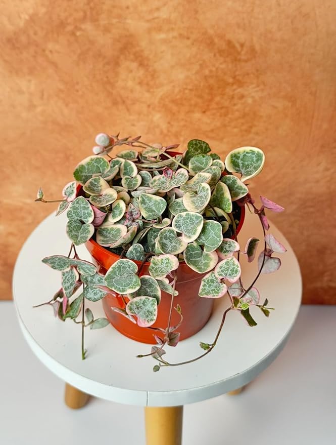 Variegated String of Hearts Live Plant - Trailing Succulent Plants, Real Indoor House Plants, Succulent Plants for Indoor Decor, Live Houseplants, Perfect Live Succulents