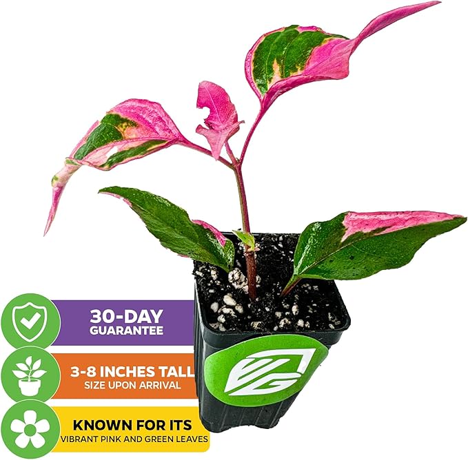 Alternanthera Party Time Joseph's Coat of Many Colors Live Plant - Alternanthera by Wellspring Gardens Starter Plant - Foliage for Gardens & Landscapes, Easy Care Outdoor Plant, Green and Pink Shrub