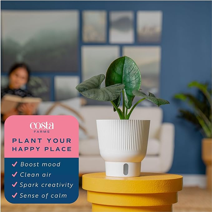 Costa Farms Alocasia Regina Live Plant in Self Watering Pot, Indoor Houseplant, Perfect for Home, Room, or Office Decor, Great House Warming or Birthday Gift, 12-18 Inches Tall