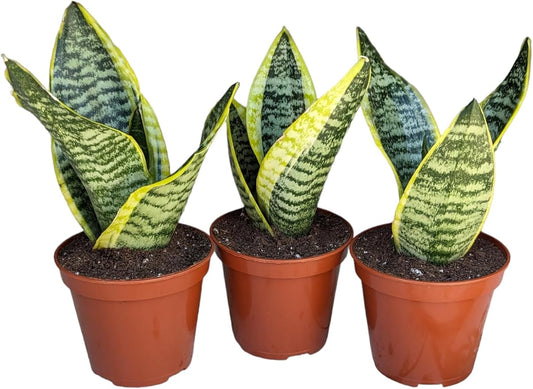 Generic Superba Snake Plants - Sanseveria, 3 Pack, Impossible to Kill, 4 Inch Pots, Indoor/Outdoor, Green/yellow