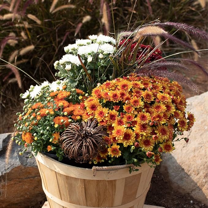 1G Bronze Mum Plant, Chrysanthemum Flowers Gardening Fall Decor, Mums Plants Live, Fall Decorations Outdoor, Housewarming Gift Ideas, Real Live Plants Indoor Plants Live Houseplants By Plants for Pets