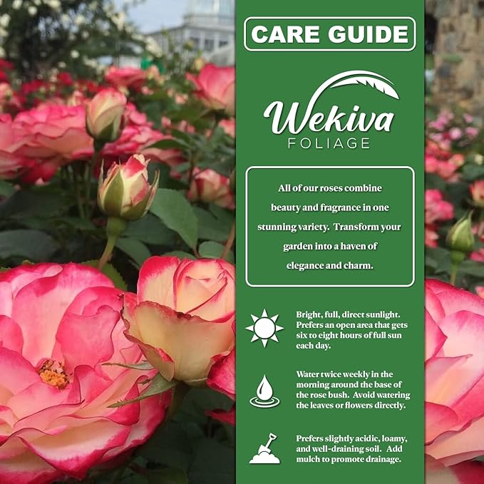 Rose Bush Variety Pack - 3 Live Starter Plants in 2 Inch Pots - Grower's Choice One Each of Multiple Rose Varieties - Beautiful Fragrant Roses from Florida