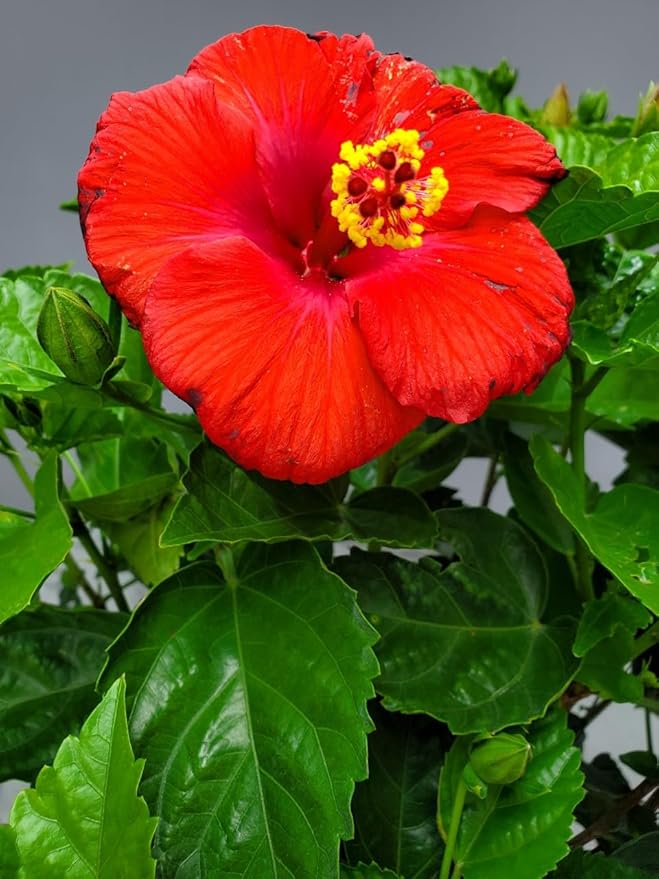Braided Hibiscus Tree Live - Red President - Overall Height 38" to 44" - Tropical Plants of Florida (Plant Only)