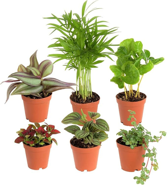 Costa Farms Live Mini Indoor Plants in Plastic Pots, Easy to Maintain, Air Purifying Houseplants, Home, Room, or Office Decor, House Warming or Birthday Gift, 4-6 Inches Tall, Pack of 6