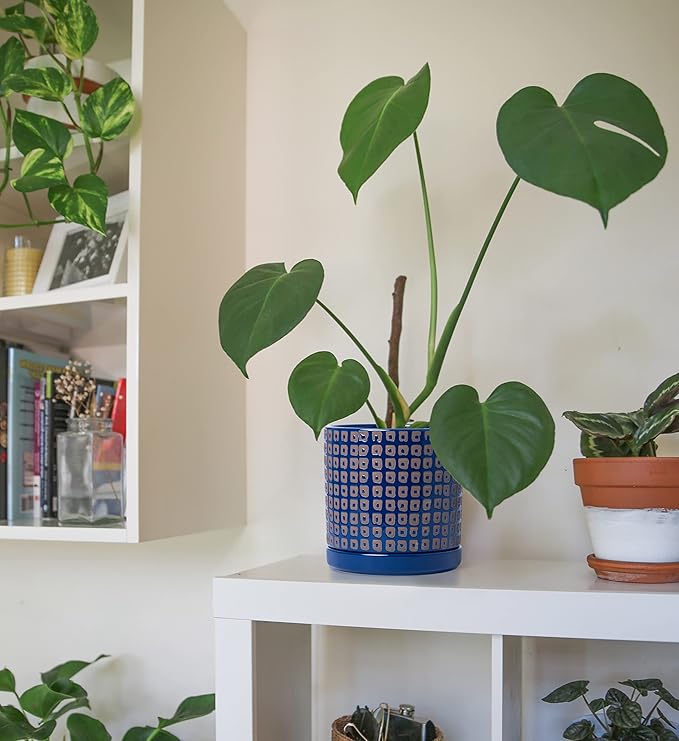 D'vine Dev Set of 2 Ceramic Planter Pots with Drainage Hole and Saucer, 4.5 Inch 6 Inch Plant Pots for Indoor Houseplants, Blue, 99-A-6