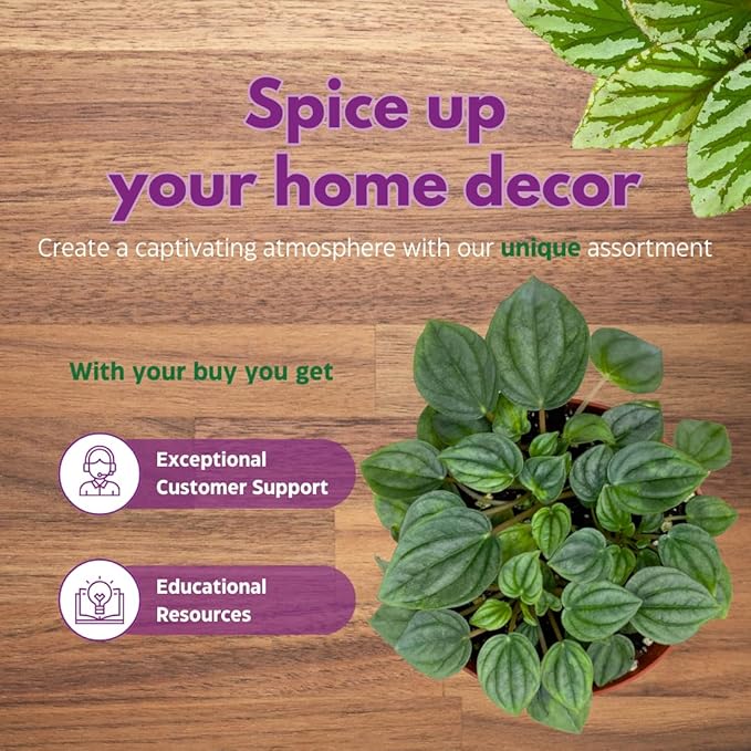 BubbleBlooms Peperomia Assortment Set, 4 inch pots, Set of 3, Watermelon, Marble, Ripple, Rosso, peppermill, Quito, Grower's Choice