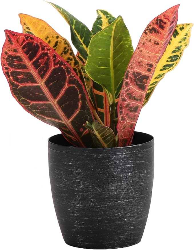 Thorsen's Greenhouse Live Petra Croton Plant, Codiaeum Variegatum, Colorful Foliage, Live Indoor Houselant (Brushed Silver, 4-inch Pot)