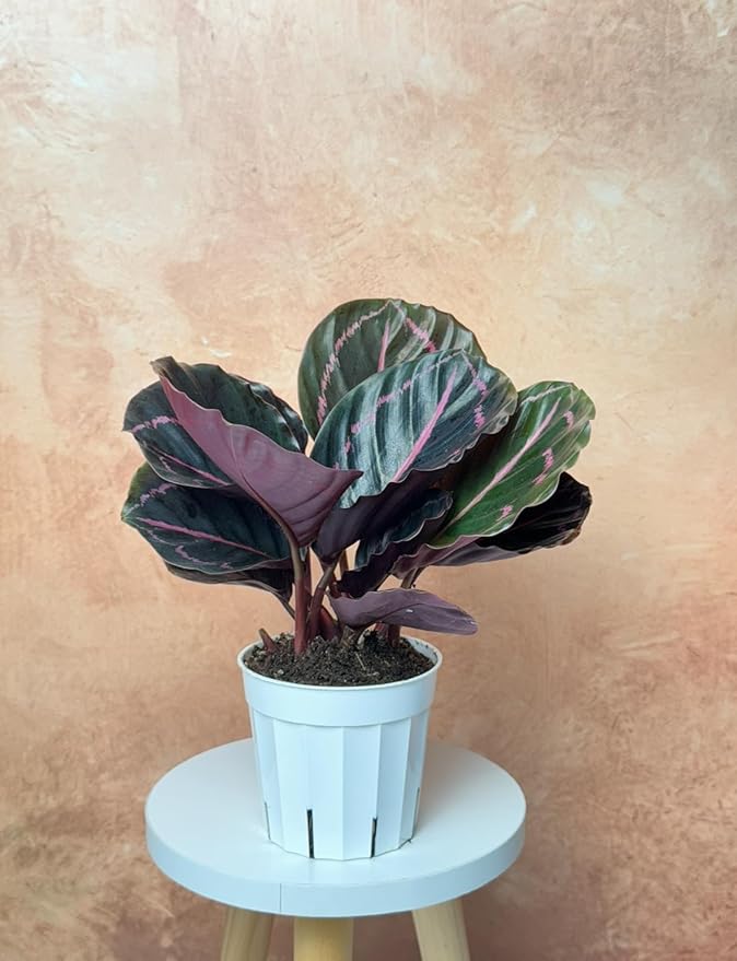 Calathea Dottie Indoor Plant - Live Colorful Prayer House Plant, Pink Plant for Home Decor, Room Decor, Air Purifier