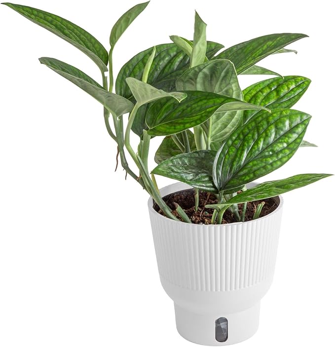 Costa Farms Green Galaxy Monstera Live Plant in Self Watering Pot, Easy to Maintain Indoor Houseplant, Perfect for Home, Room, or Office Decor, Great House Warming or Birthday Gift, 12-14 Inches Tall