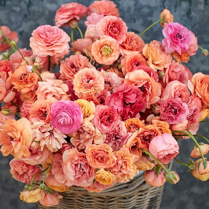 Eden Brothers Ranunculus Bulbs - Champagne
