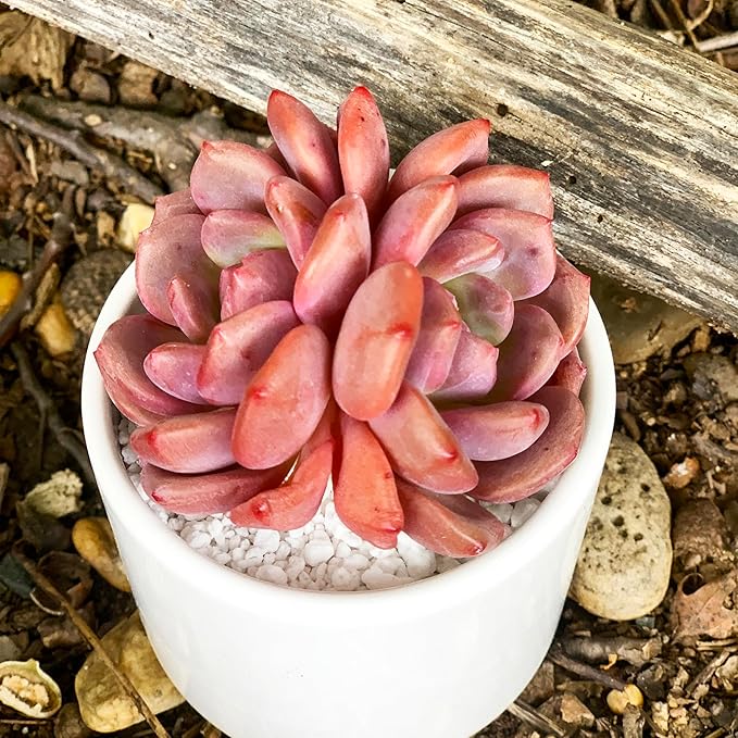 Generic Echeveria Ariel Rare Live Succulent Plants, 2 Heads 3"" Red, Bare Root Without Pot & Soil, 1/3/7 Pcs, Garden Indoor Office Desk Baby Shower Decoration, Friend Plant Lovers Gifts