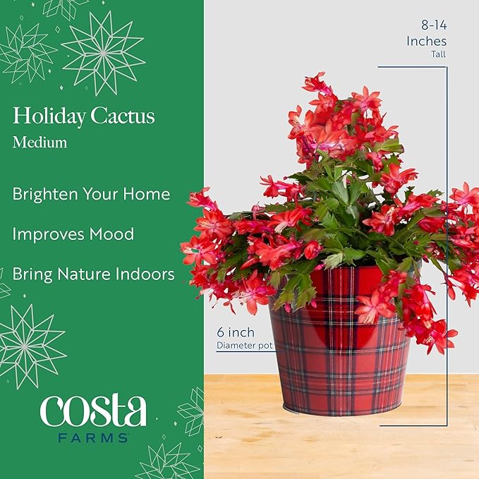 Costa Farms Christmas Cactus Live Plant in Holiday Gift Wrap Pot, Easy to Maintain Flowering Indoor Houseplant, Holidays Room Decor, Seasonal Christmas Gift, 8-10 Inches Tall