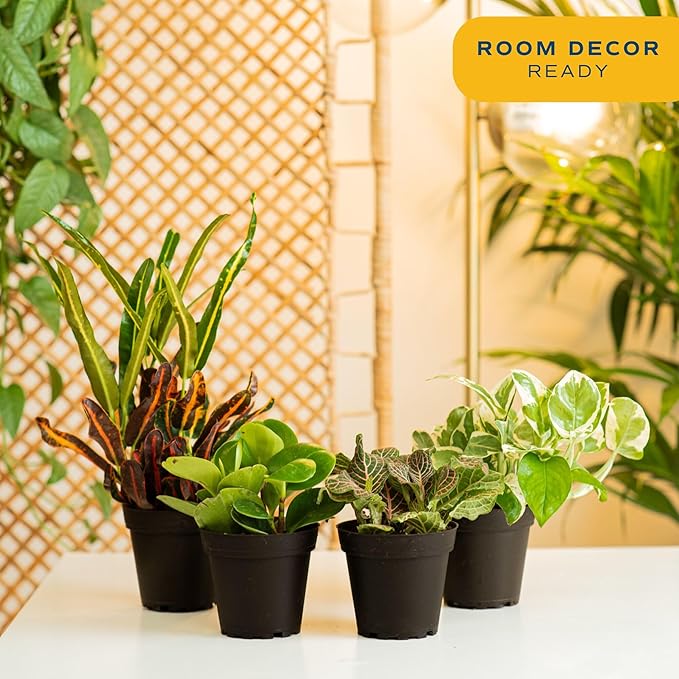 Costa Farms Live Indoor Plant Pack in Plastic Pots, Easy to Maintain, Air Purifying Indoor Houseplants, Assorted Varieties, Room or Office Decor, House Warming Gift, 8-12 Inches Tall, Pack of 4