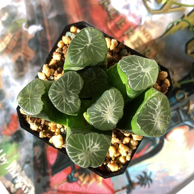 Haworthia Maughanii-Sacred Spring Rare Live Succulent Plants, 2.5" Bare Root Without Pot & Soil, Garden Indoor Office Desk Baby Shower Decoration, Friend Plant Lovers Gifts