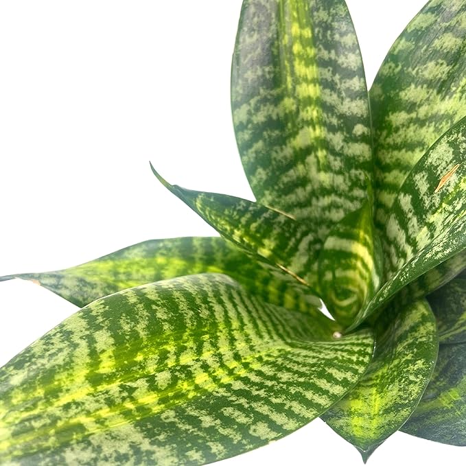 BubbleBlooms Bird's Nest Snake Plant, 4 inch Pot Green Striped Snakeplant, Sansevieria trifasciata