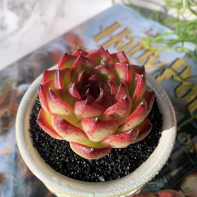 Echeveria Moon Stone Rare Live Succulent Plants, 1 Head 2.5" Bare Root Without Pot & Soil, Garden Indoor Office Desk Baby Shower Decoration, Friend Plant Lovers Gifts