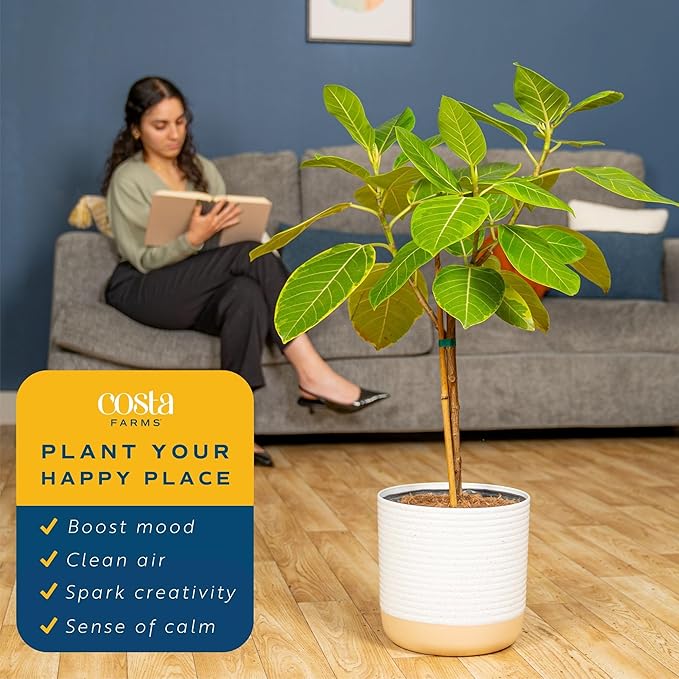 Costa Farms Ficus Audrey Tree Live Plant | 3-4 Ft. Tall Floor Plant | 10-Inch Minimal Decor Pot | Easy to Grow Houseplant & Air Purifying Room, Office, and Home Decor