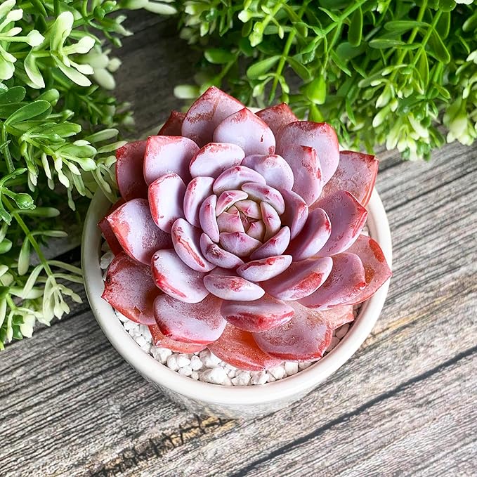 Generic Echeveria Pink Peony Rare Live Succulent Plants, 1 Head 3"" Red, Bare Root Without Pot & Soil, 1/3/7 Pcs, Garden Indoor Office Desk Baby Shower Decoration, Friend Plant Lovers Gifts
