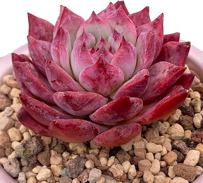 Echeveria Colorata Rare Live Succulent Plants, Red 2.5" Live Plant, Package Without Pot Soil, Garden Indoor Office Desk, Wedding Party Baby Shower Decoration, Friend Plant Lovers Gifts