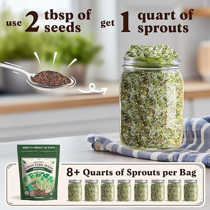 Seedboy Organic Broccoli Seeds for Sprouting - Non-GMO, USA Grown Microgreens Sprouting Seeds Mix - Makes 8 Quarts of Sprouts, 24 Servings (8 oz) (Di Cicco Broccoli)