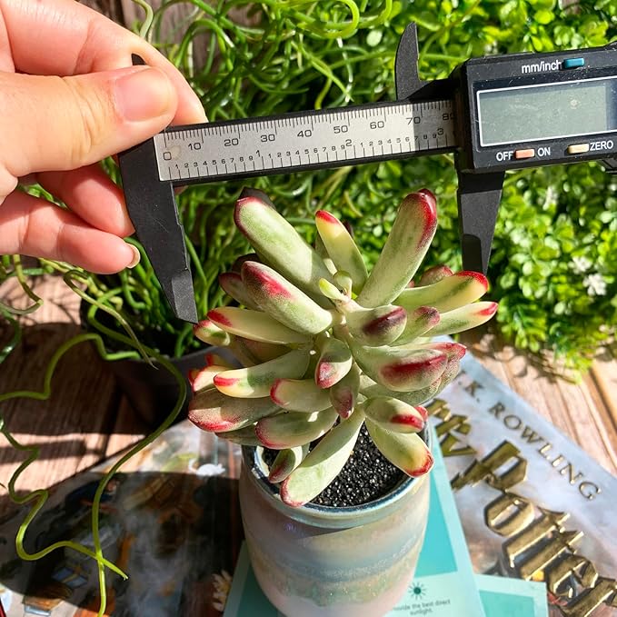 Cotyledon Orbiculata cv. Long Leaf Variegated Rare Live Succulent Plants, 3", Bare Root Without Pot & Soil, Garden Indoor Office Desk Baby Shower Decoration, Friend Plant Lovers Gifts