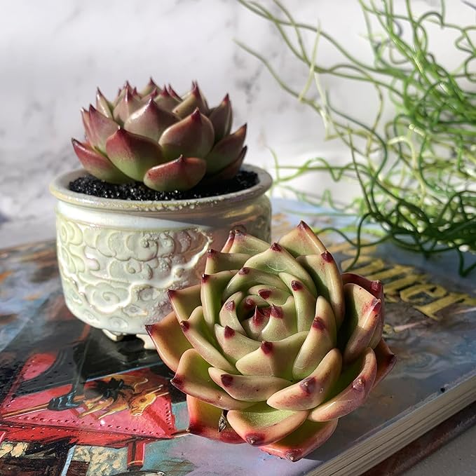 Echeveria Agavoides Blue Dragon Rare Live Succulent Plants, 1 Head 2.5" Bare Root Without Pot & Soil, Garden Indoor Office Desk Baby Shower Decoration, Friend Plant Lovers Gifts