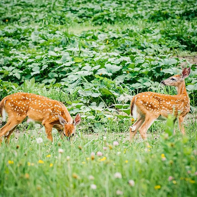 Lush&Dew Deer-Resistant Heirloom Seed Bank, Gardening Gifts for Women Men, 16 Varieties of Non-GMO Seeds for Planting Perennials Annuals Flowers, Pollinator Friendly Garden (USDA Zone 3-10)