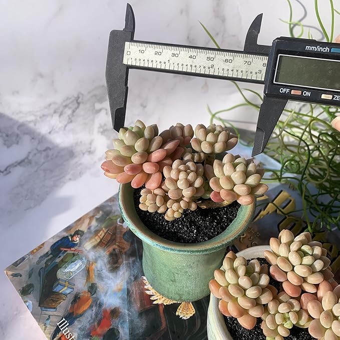 Sedum Caviar Rare Live Succulent Plants, Cluster 3.5" Bare Root Without Pot & Soil, Garden Indoor Office Desk Baby Shower Decoration, Friend Plant Lovers Gifts