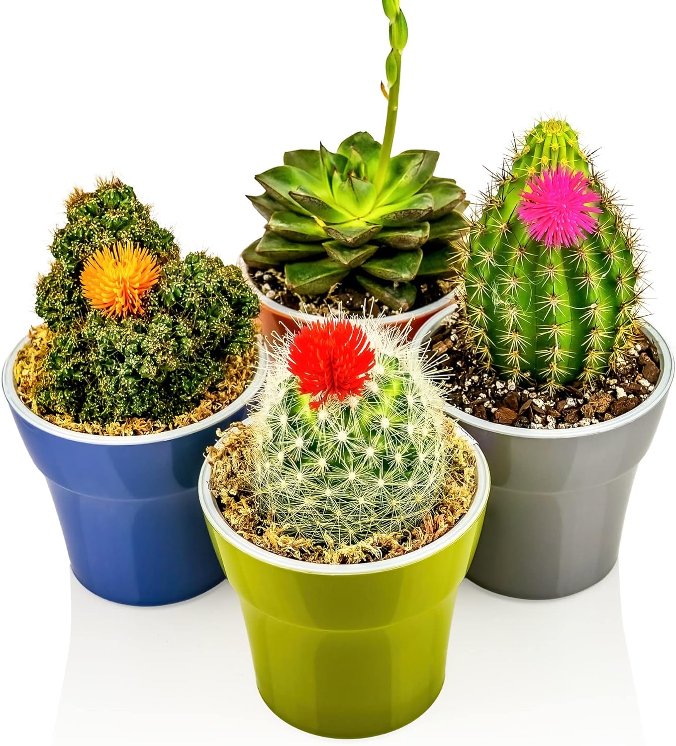 Sphagnum Moss Potting Mix for Carnivorous Plants, Moss and Perlite Blend for Potting Venus Fly Traps, Sarracenia, Pitcher Plants - 75% Sphagnum Moss + 25% Perlite - Made in USA - 1 Quart