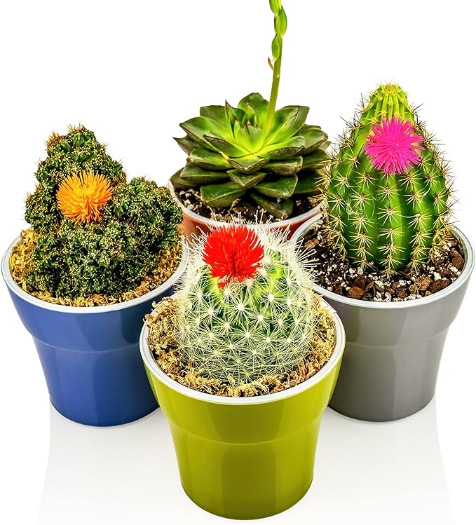 Aglaonema Potting Mix - Unlock Robust Growth and Vibrant Leaves with Our High-Performance Formula - 20 Quart