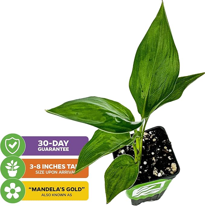 Yellow Bird of Paradise Live Plant - Strelitzia Reginae by Wellspring Gardens - Mandela’s Gold Tropical Flowering Perennial, Exotic Indoor/Outdoor Houseplant, Easy Care, Low Maintenance Starter Plant