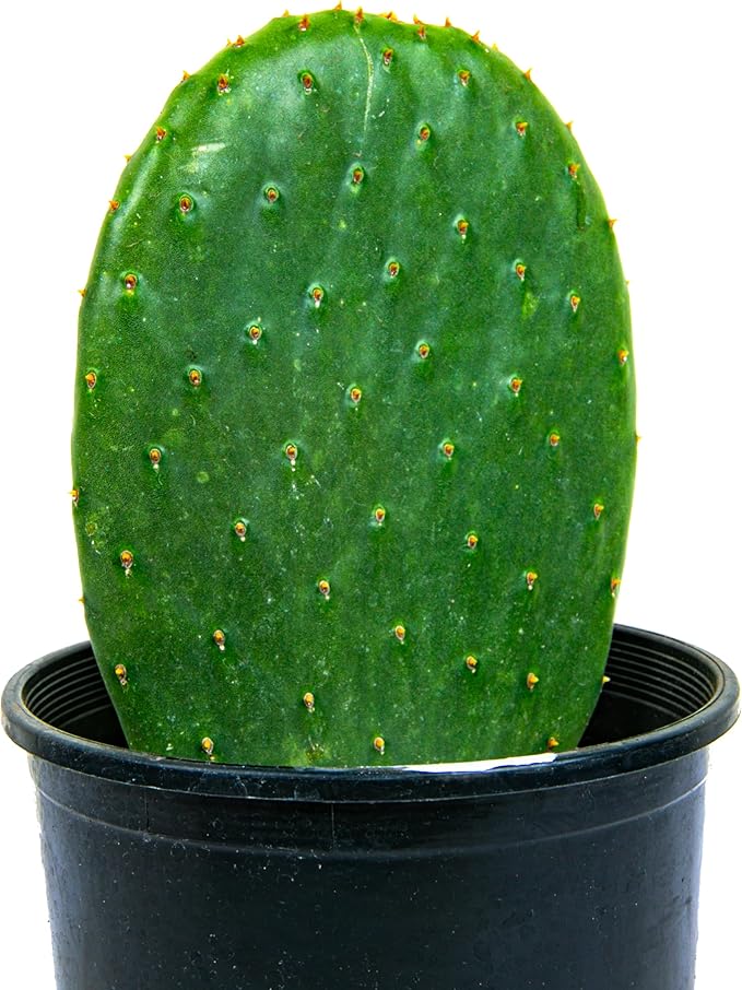 Cactus Outlet - Nopal Prickly Pear Cactus Plants Live - Live Cactus Plants - Nopal Cactus Plant Live - Prickly Pear Plant Live - Landscape Ready Cactus Plants Live Delivered Right to Your Door