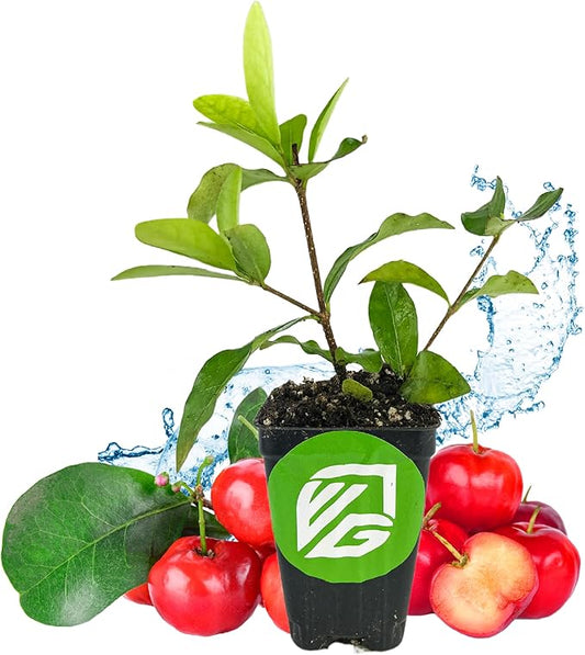 Barbados Cherry Live Plant (Acerola/Wild Crapemyrtle) - Malpighia emarginata - Wellspring Gardens Starter Plant - Healthy Live Plant - Compact Size Fresh Fruit, Ideal for Gardens & Containers