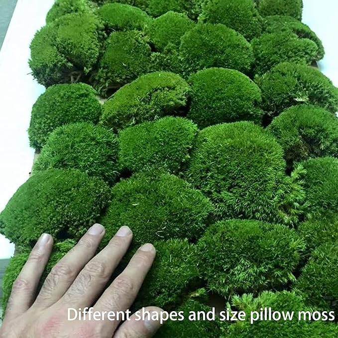 Preserved Pole Moss Pillow Bun Cushion Natural Green Decorative Real Natural Green DIY Kit Terrariums Gardenning Art Wall Decor Florist Decor Easter Table Wedding(1.5 sq.ft, Green-B)