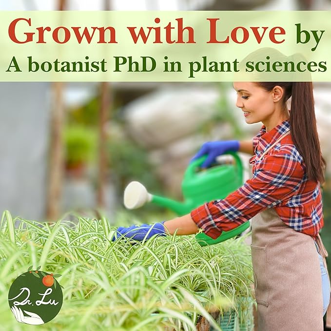 Dr. Lu’s Organic Bonnie Curly Spider Plant | Air Purifying House Plants | Rooted Spider Plant | Easy Grow Indoor Plants | Live Plants in 4'' Nursery Pot