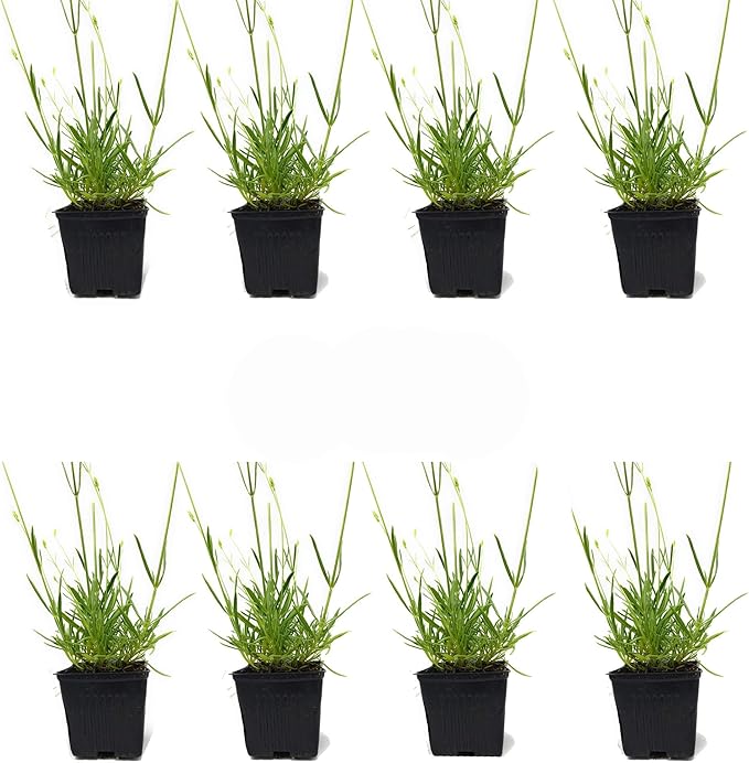 L+ Findlavender Lavender x Intermedia Phenomenal (4" Size Pots, Bee Friendly, Evergreen, 8 Live Plants)
