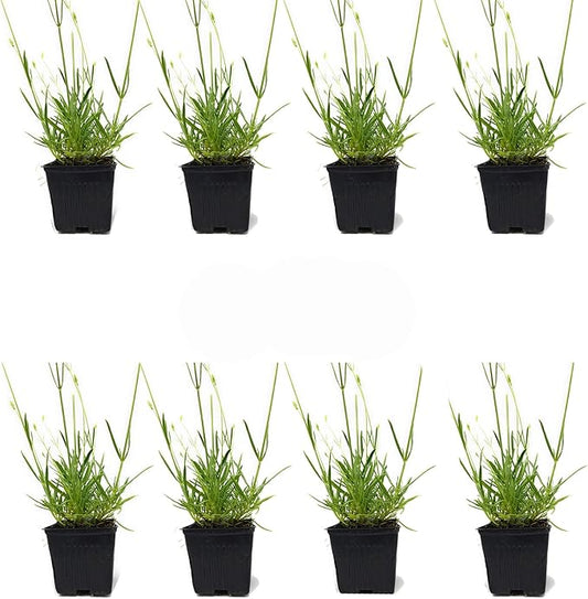 L+ Findlavender Lavender x Intermedia Phenomenal (4" Size Pots, Bee Friendly, Evergreen, 8 Live Plants)