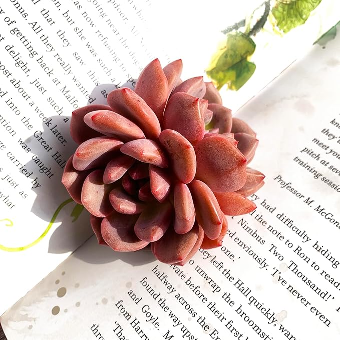 Generic Echeveria Ariel Rare Live Succulent Plants, 2 Heads 3"" Red, Bare Root Without Pot & Soil, 1/3/7 Pcs, Garden Indoor Office Desk Baby Shower Decoration, Friend Plant Lovers Gifts