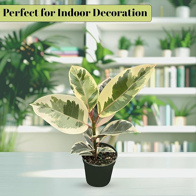 Bumble Plants Variegated Rubber Tree Ficus Tineke [Winter Thermal Packaging Included] | Elegant White, Green & Pink Leaves House Plants Indoors Live, Low Maintenance Live Plants Indoor