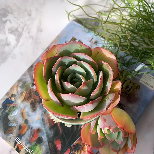 Echeveria Neon Glow Rare Live Succulent Plants, 1 Head 3.5" Bare Root Without Pot & Soil, Garden Indoor Office Desk Baby Shower Decoration, Friend Plant Lovers Gifts