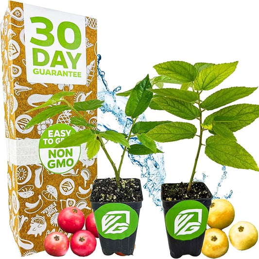 Red (Strawberry Tree) & Yellow Jamaican Cherry Trees - Muntingia Calabura by Wellspring Gardens Starter Plant - Lush Foliage, Drought-Tolerant, Sweet-Fruited Ornamental Beauty for Your Garden