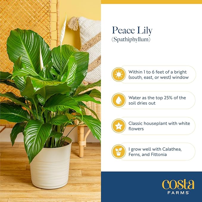 Costa Farms Spathiphyllum Peace Lily Live Indoor Plant, 3-Foot