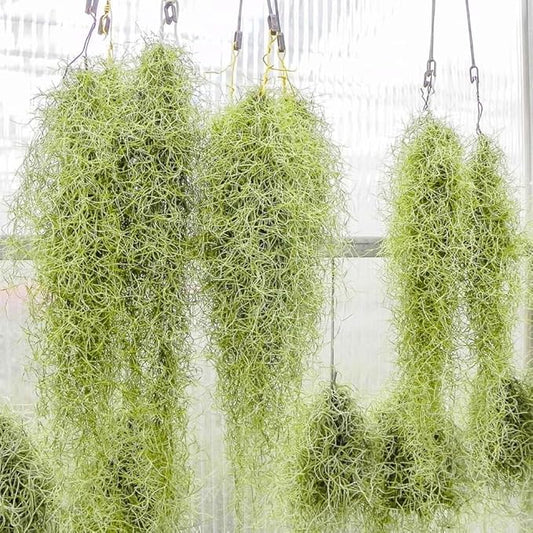 Live Spanish Moss Plant 10” Tall Clump, Air Plant for Home Decoration, Terrariums and Outdoor Planting