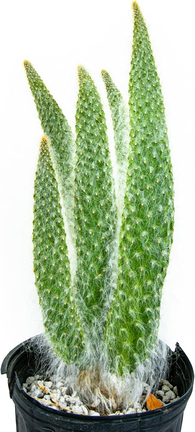 Cactus Outlet - Snow White Prickly Pear Cactus Plants Live - Live Cactus Plants - Snow White Cactus - Prickly Pear Plant Live - Landscape Ready Cactus Plants Live Delivered Right to Your Door