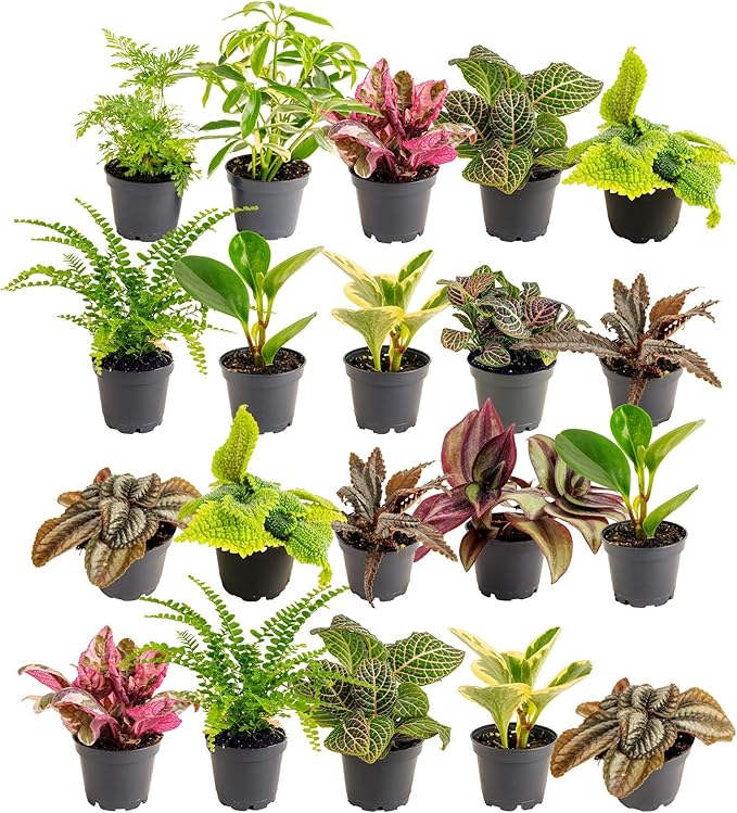 Costa Farms Live Mini Indoor Plants in Plastic Pots, Air Purifying Houseplants, Assorted Varieties, Home, Room, or Office Decor, House Warming or Birthday Gift, 4-6 Inches Tall, Pack of 20