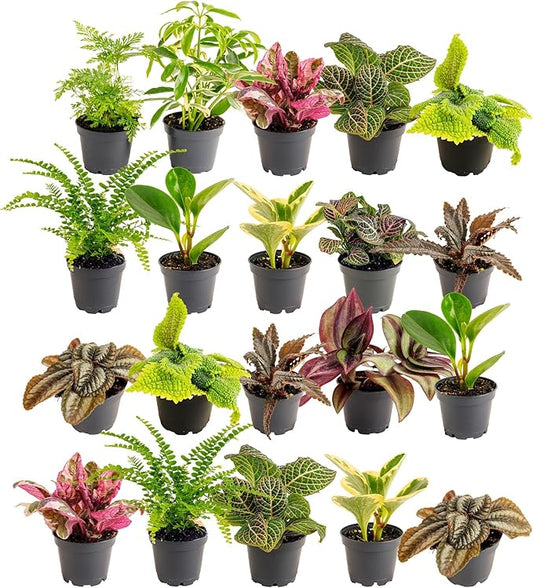 Costa Farms Live Mini Indoor Plants in Plastic Pots, Air Purifying Houseplants, Assorted Varieties, Home, Room, or Office Decor, House Warming or Birthday Gift, 4-6 Inches Tall, Pack of 20