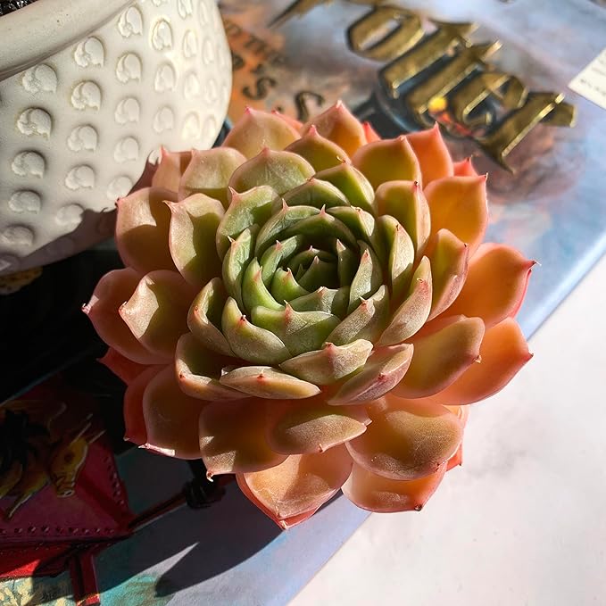 Echeveria Onslow Rare Live Succulent Plants, 1 Head 3" Bare Root Without Pot & Soil, Garden Indoor Office Desk Baby Shower Decoration, Friend Plant Lovers Gifts