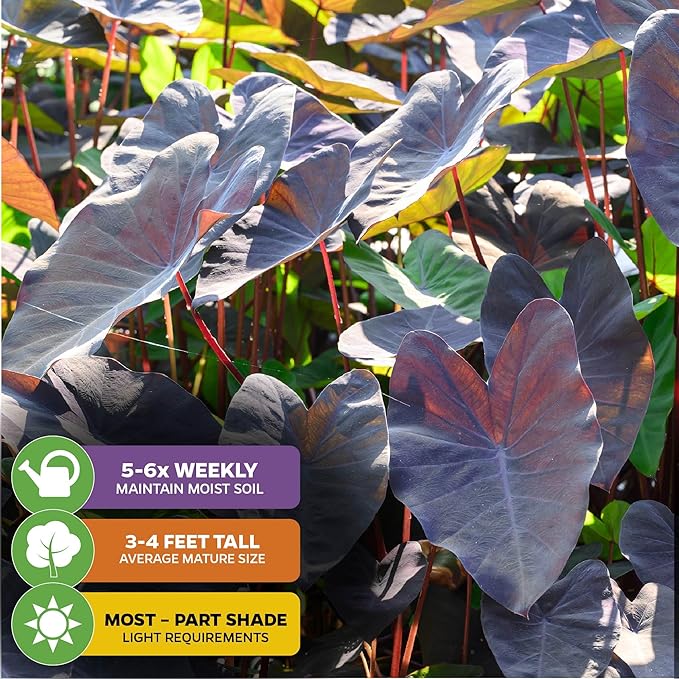 Black Magic Elephant Ear Live Plant - Colocasia esculenta by Wellspring Gardens - Ideal for Gardens & Containers - Great for Indoor Houseplants, Outdoor Landscaping & Garden Planting - Starter Plant