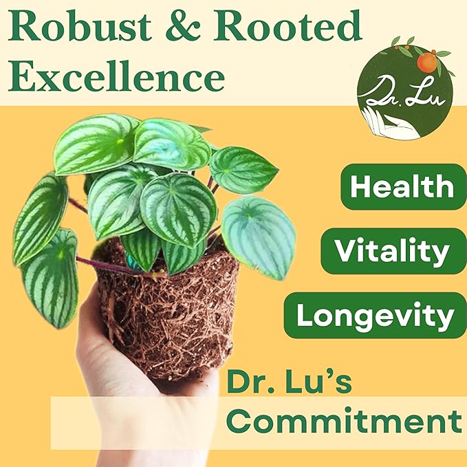 Dr. Lu’s Organic Watermelon Peperomia | Rare Peperomia Live Plant | Rooted Cute Watermelon Plant for Air Purifying | Easy Grow Peperomia Argyreia in 4'' Nursery Pot