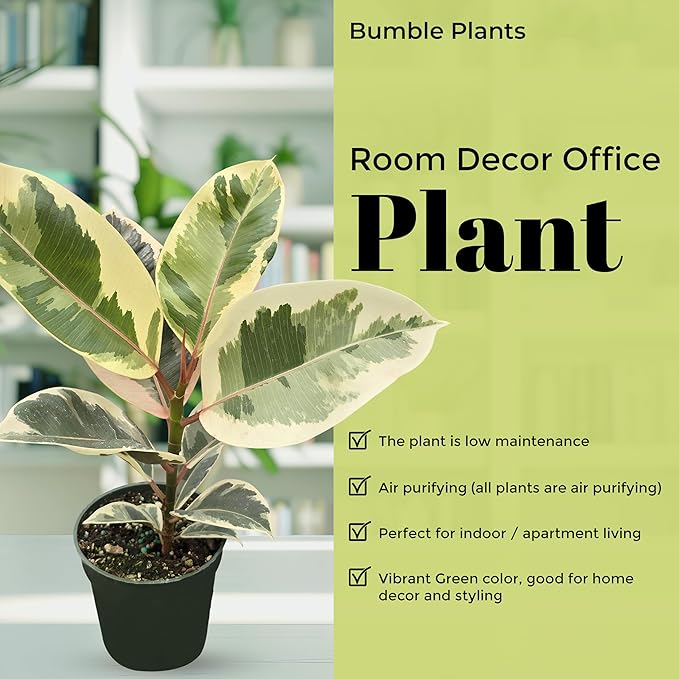 Bumble Plants Variegated Rubber Tree Ficus Tineke [Winter Thermal Packaging Included] | Elegant White, Green & Pink Leaves House Plants Indoors Live, Low Maintenance Live Plants Indoor